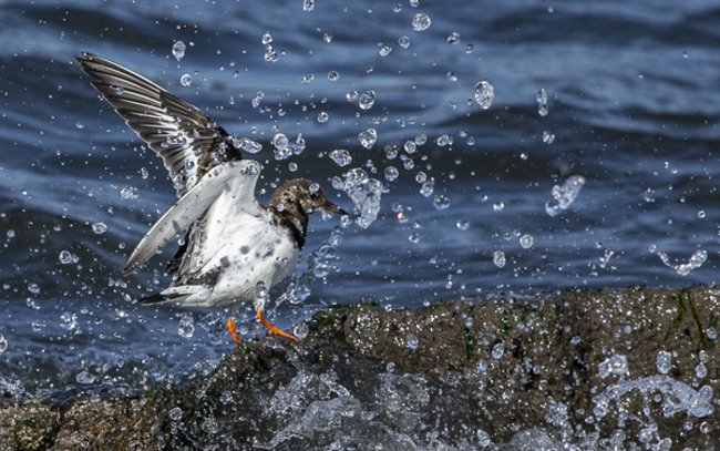 turnstone sea bird 699