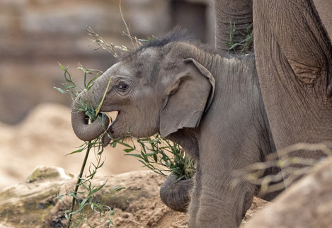 baby-elephant-at-chester-zoo