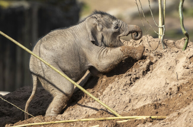 baby-elephant-at-chester-zoo