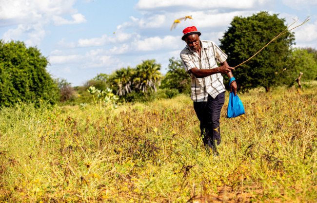 xinhua-headlines-locust-outbreak-threatens-food-security-in-east-africa-international-response-urged