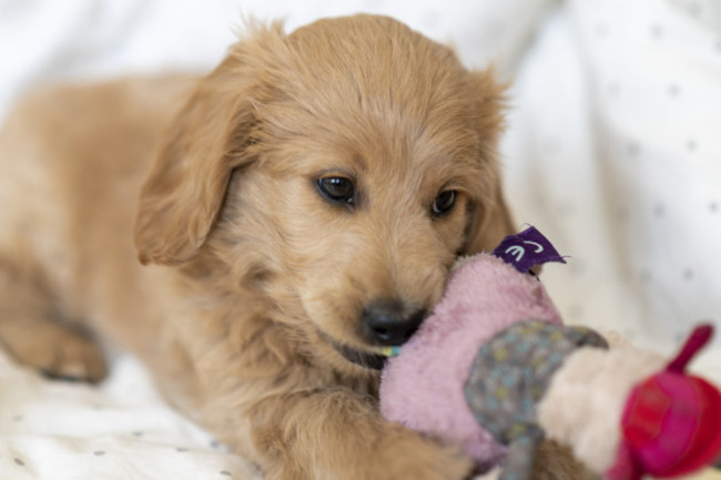 puppy-goldendoodle