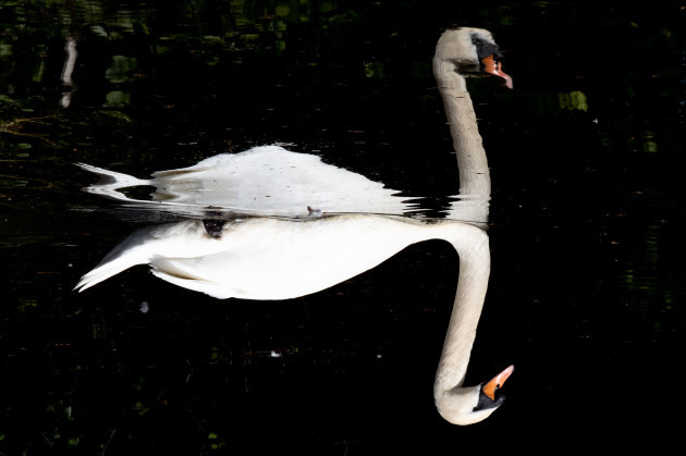 a-swan-pictured-on-the-water-today