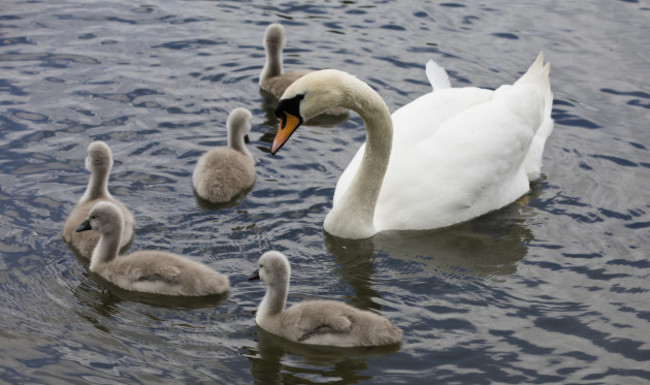 4 BABY SWANS 758A8131