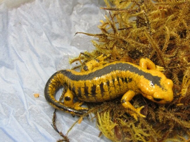 salamander