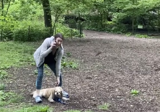 dog-dispute-video