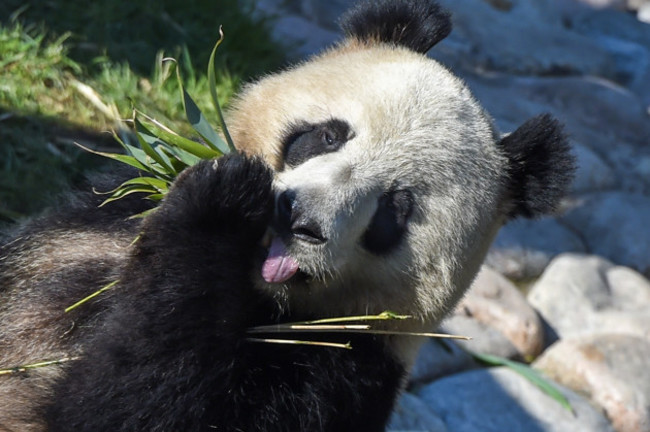 denmark-copenhagen-china-panda-house-open