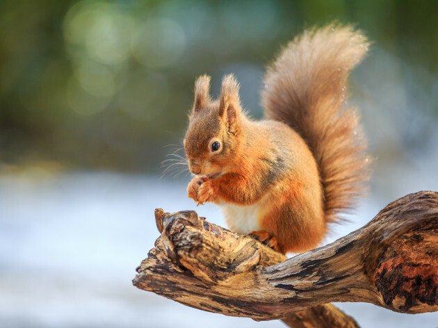 Native animals: the red squirrel mac os download