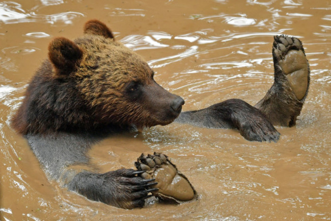 bristol-zoos-wild-place