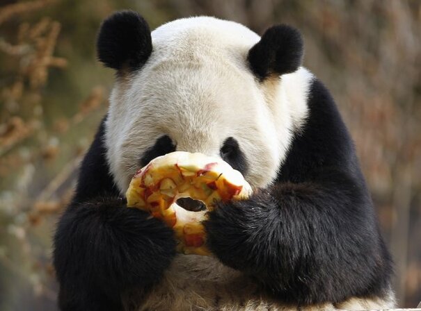 It's Friday! So here's a slideshow of pandas from around the world