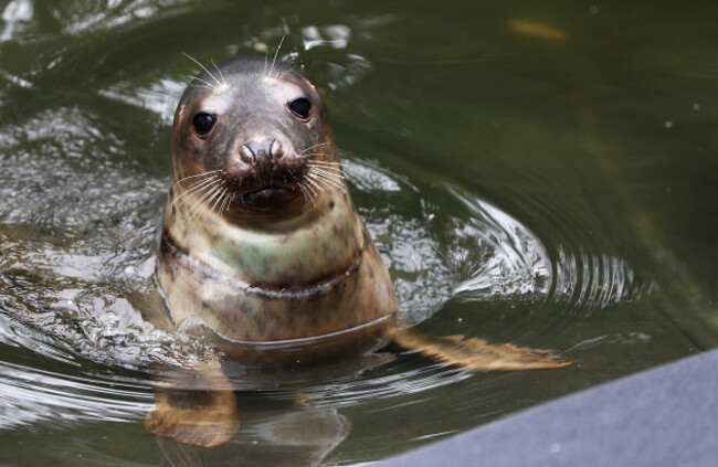 seal-rescue-ireland-use-wetsuit-mammas-to-comfort-orphaned-pups