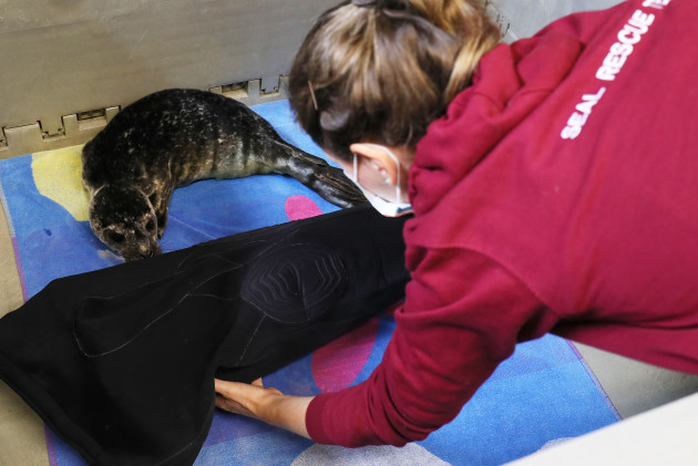 seal-rescue-ireland-use-wetsuit-mammas-to-comfort-orphaned-pups