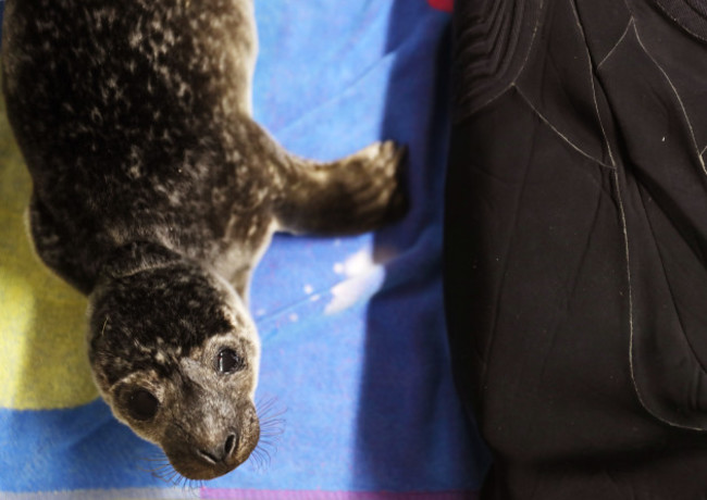 seal-rescue-ireland-use-wetsuit-mammas-to-comfort-orphaned-pups