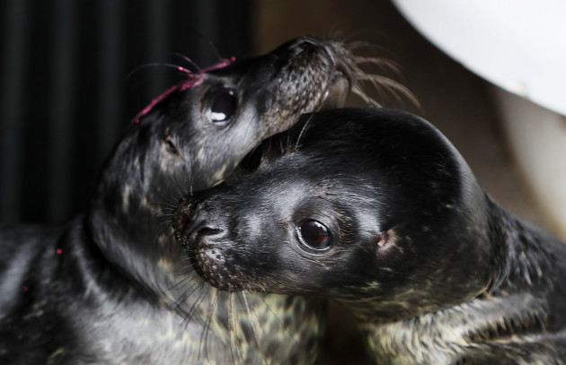 seal-rescue-ireland-use-wetsuit-mammas-to-comfort-orphaned-pups