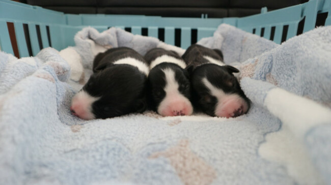 puppies-fly-tipped-like-pieces-of-trash-and-left-dangling-for-de