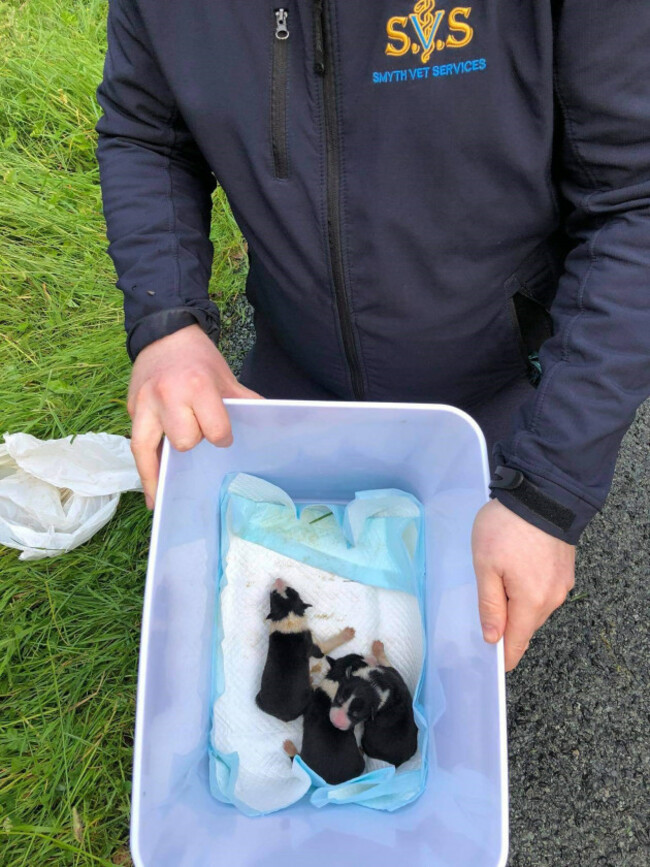 puppies-fly-tipped-like-pieces-of-trash-and-left-dangling-for-de