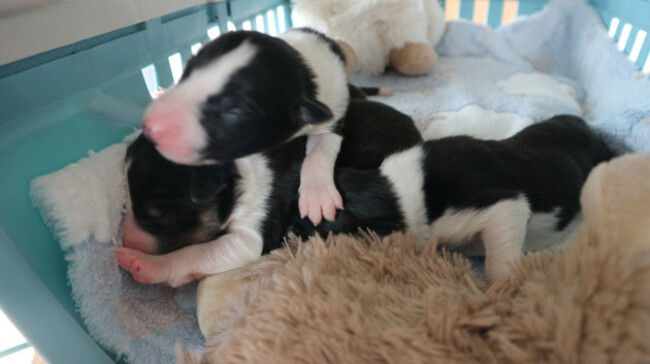 puppies-fly-tipped-like-pieces-of-trash-and-left-dangling-for-de