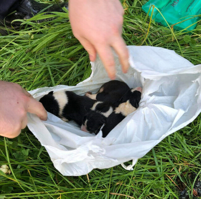 puppies-fly-tipped-like-pieces-of-trash-and-left-dangling-for-de