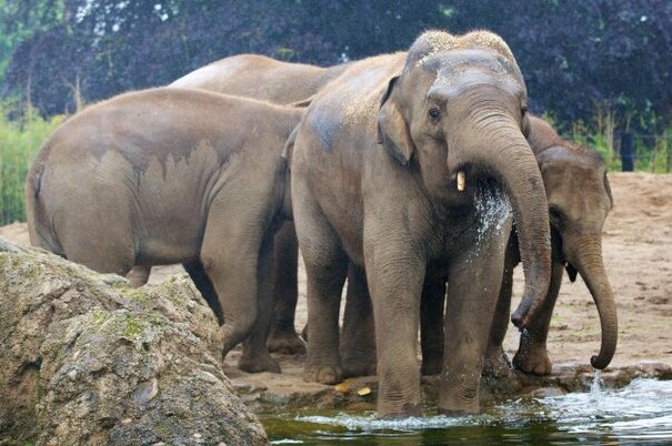 PHOTOS: Dublin Zoo's new elephant is the largest animal in the zoo