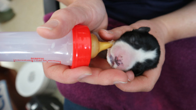 puppies-fly-tipped-like-pieces-of-trash-and-left-dangling-for-de