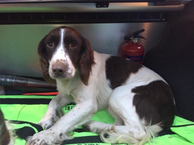 Appeal to find owner