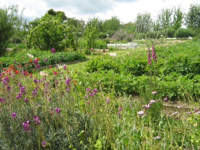 Irish Seed Savers