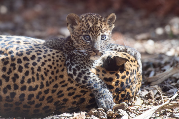 sri-lankan-leopard-cubs-at-banham-zoo