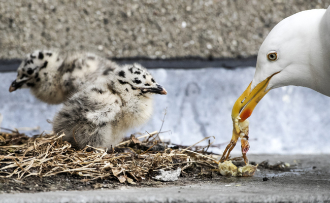 baby seagulls 03