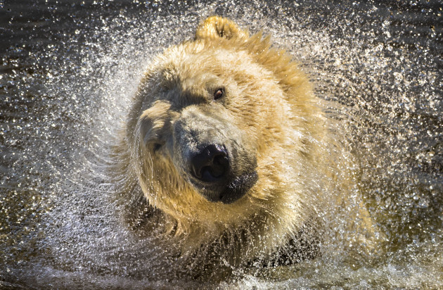 victor-the-polar-bear-death