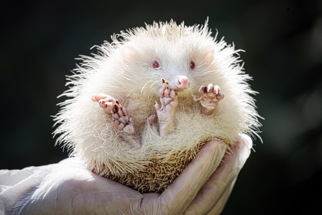 ultra-rare-albino-hedgehog-rescued