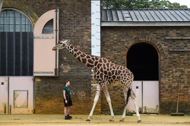 zsl-london-zoo-annual-weigh-in