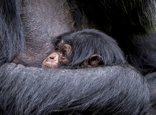 chimpanzee-born-at-chester-zoo