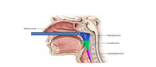 nasal swab test