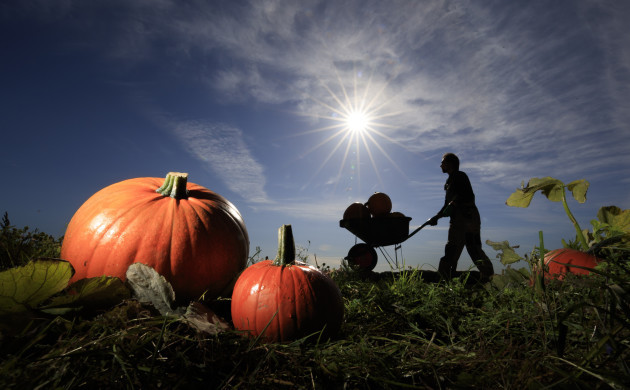 pumpkin-harvest