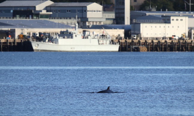 bottlenose-whales-in-the-clyde