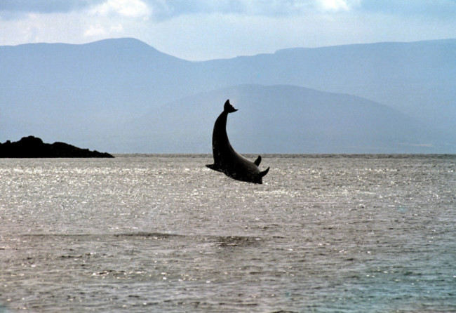 file-photo-dingle-sea-safari-has-said-that-reports-of-fungie-being-missing-are-not-true-as-the-popular-dolphin-was-spotted-yesterday-morning-by-a-local-fishing-boat-end