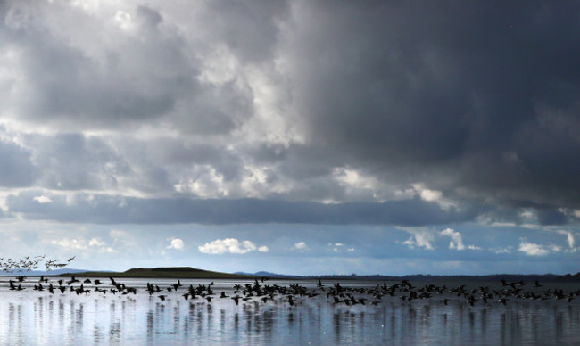 annual-count-of-canadian-brent-geese-at-strangford-lough