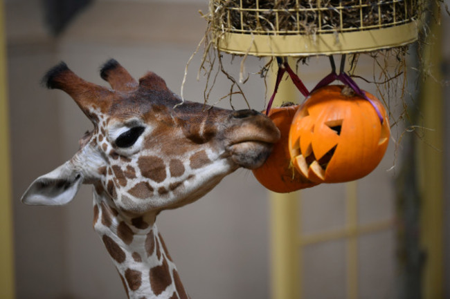 halloween-treats