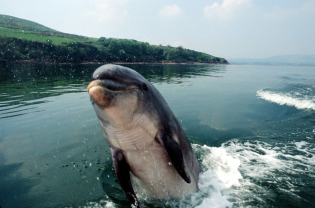 file-photo-a-team-of-divers-has-carried-out-an-extensive-search-for-fungie-but-there-is-still-no-sign-of-the-much-loved-dingle-dolphin-end