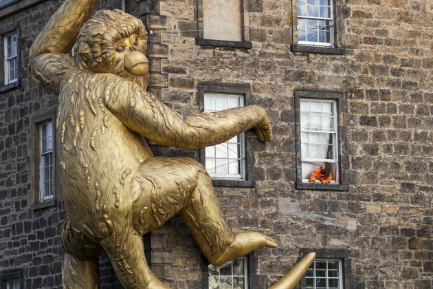golden-monkey-installation-at-inverleith-house