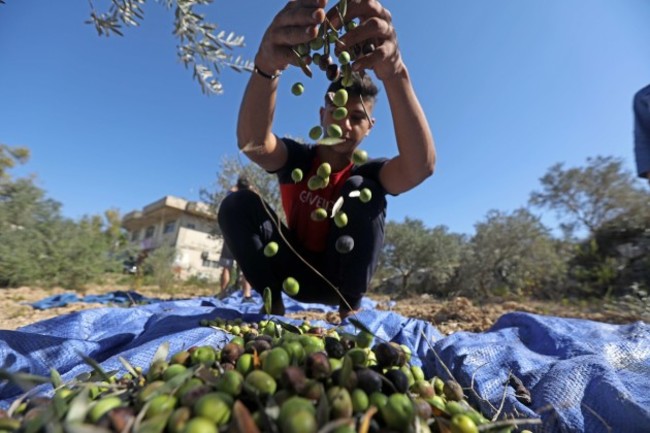 lebanon-olive-oil-processing