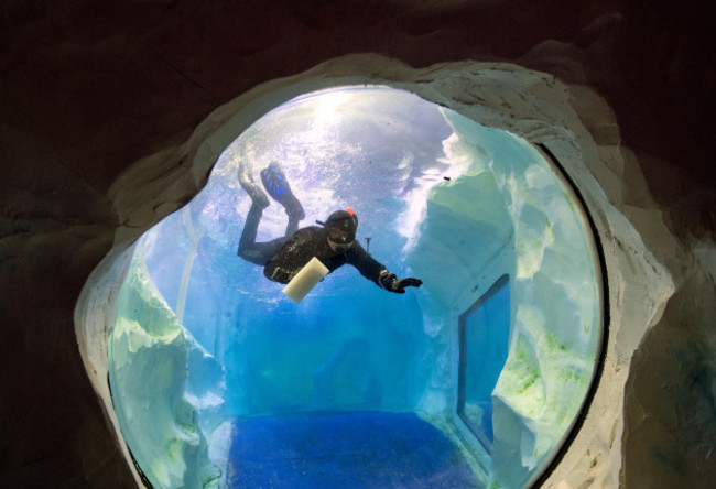 penguin-tanks-cleaned-at-national-sea-life-centre-birmingham