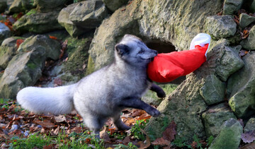 christmas-at-the-wildwood-trust