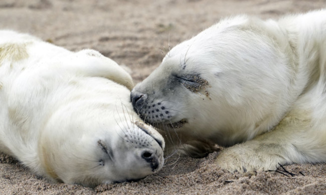 seal-census-by-drone