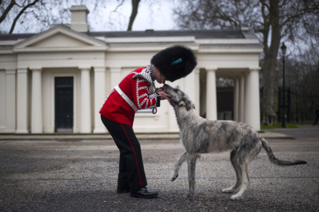 irish-guards-new-mascot