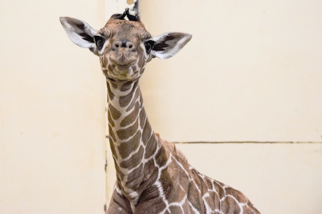 giraffe-born-at-zsl-whipsnade-zoo