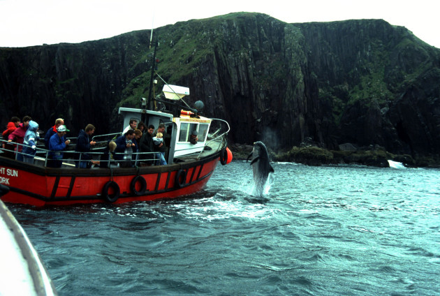 fungie-the-dolphin-in-the-dingle-peninsula-on-the-kerry-coast-of-ireland