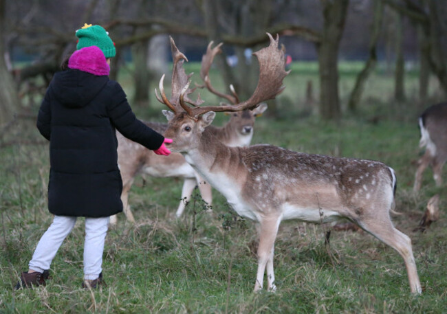 8502 Reindeer