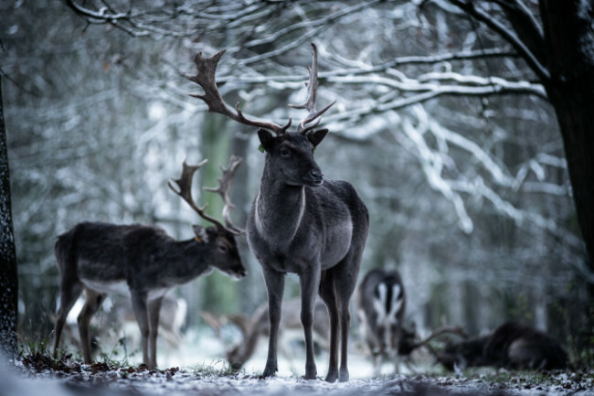 Snowy-Deer-Phoenix-Park-3