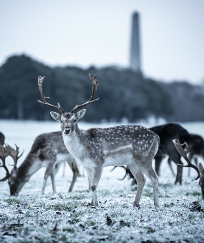 Snowy-Deer-Phoenix-Park-4