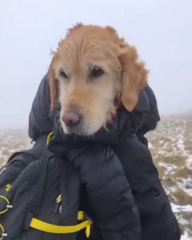 dog